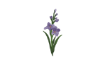 Gladiolus_Purple.png