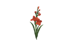 Gladiolus_Red.png